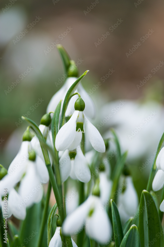 white snowdrop flowers in spring white snowdrop flowers in spring
