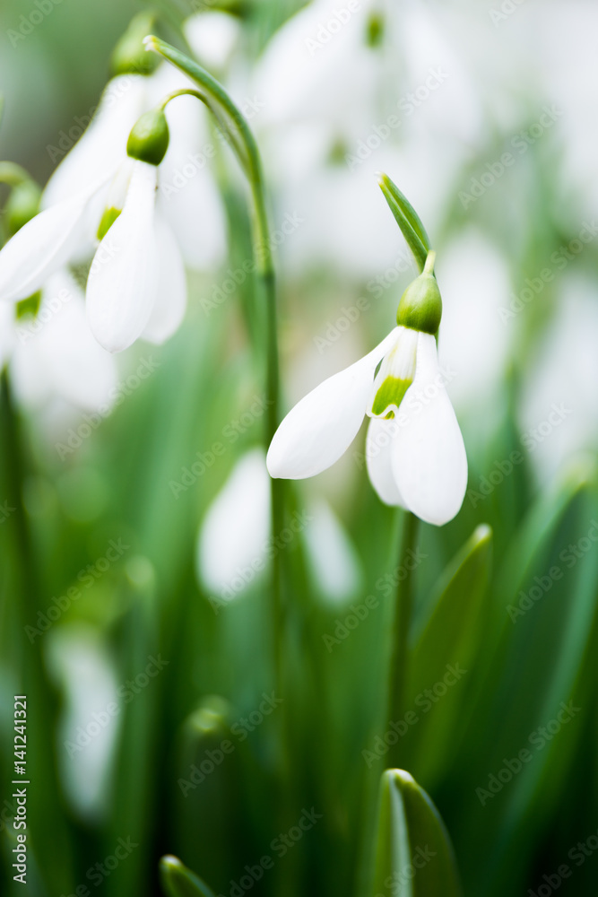 white snowdrop flowers in spring white snowdrop flowers in spring