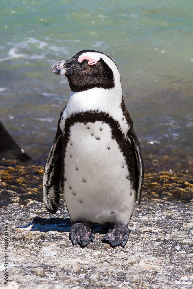 Obraz premium A Penguin