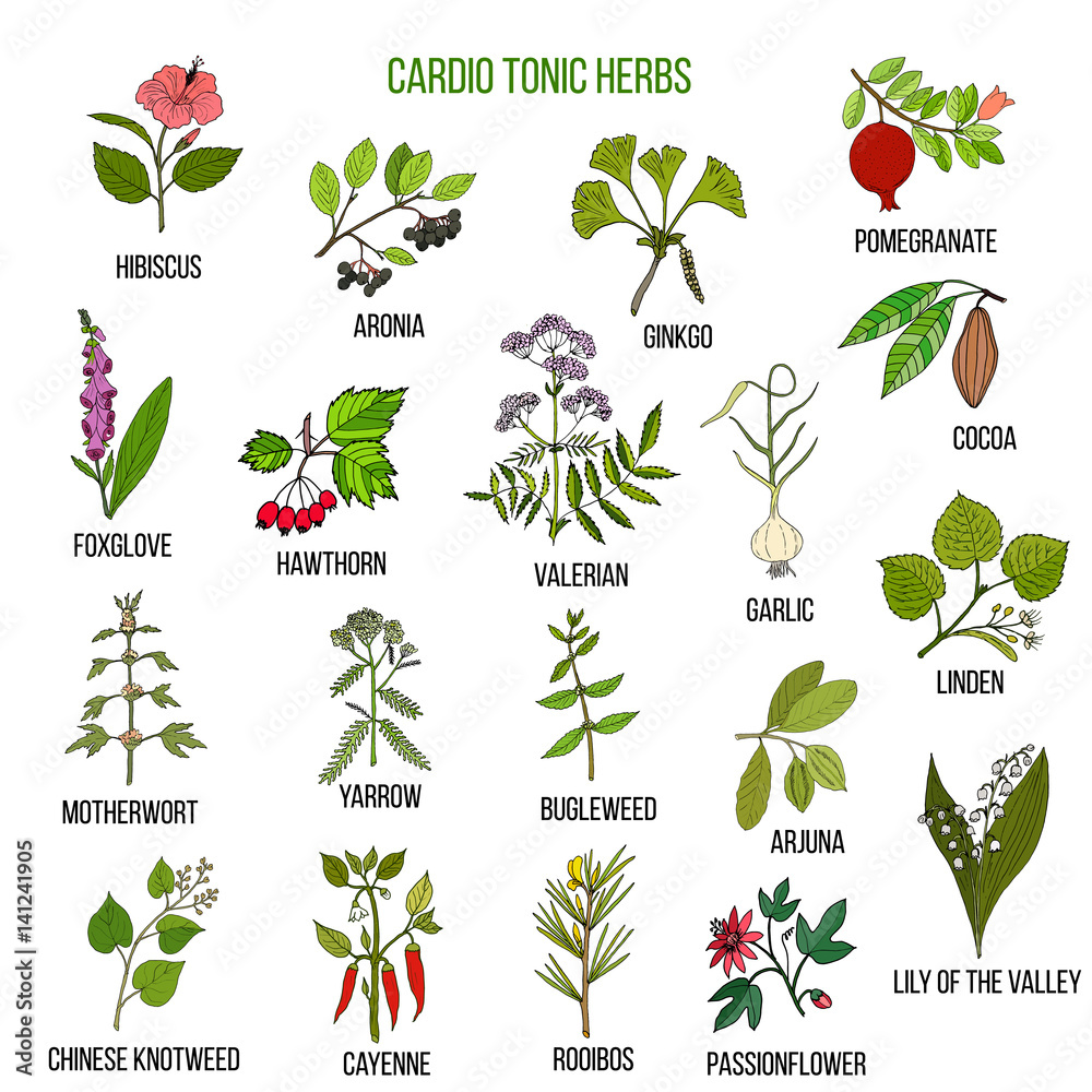 Obraz premium Best herbs for cardio tonic