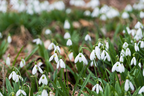 white snowdrop flowers in spring