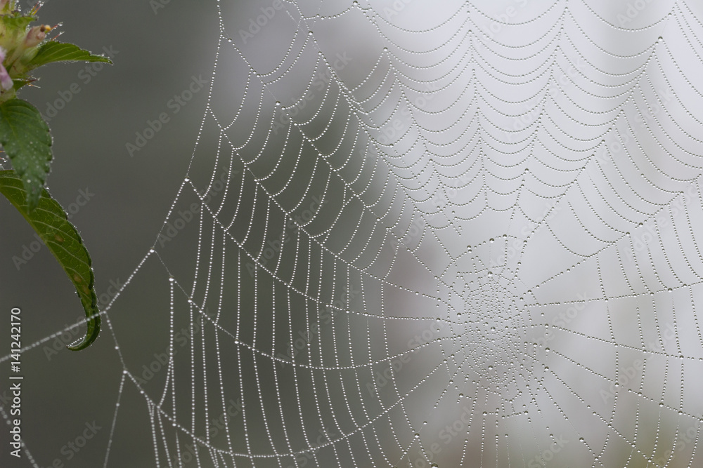 Spiderweb with droplets of dew