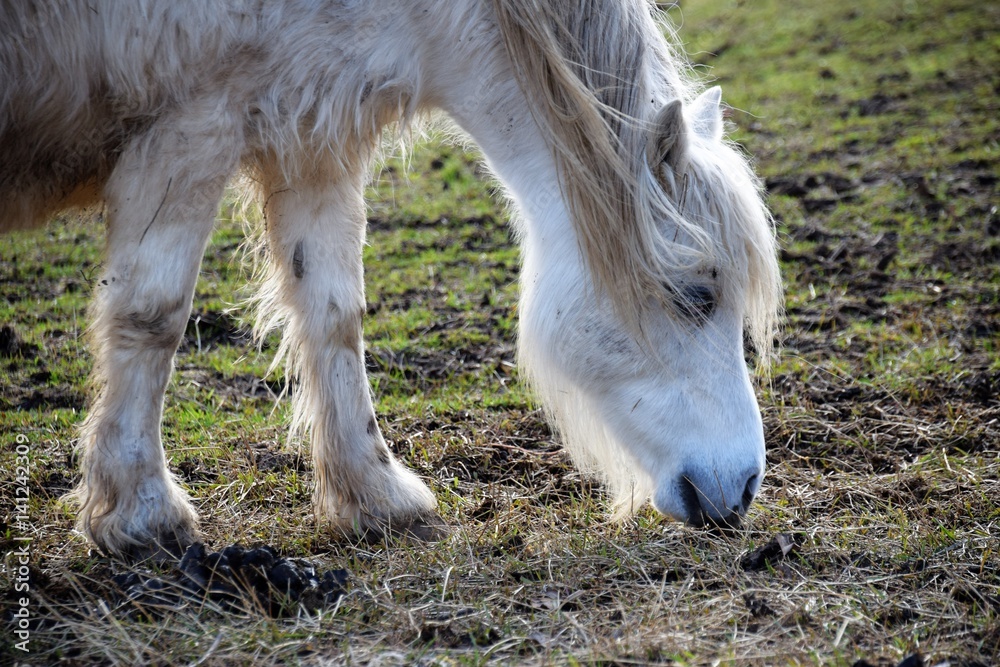 Ein helles liebes Pferd mit dickem Winterfell sucht auf der kargen Weide am Anfang vom Frühling Futter. Ein helles liebes Pferd mit dickem Winterfell sucht auf der kargen Weide am Anfang vom Frühling Futter.