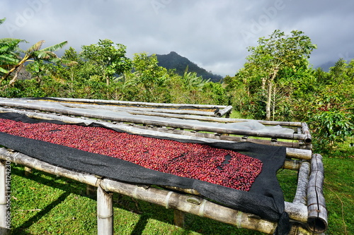 Kaffeebohnen aus Boquete Panama