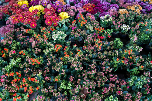 Delicated colorful little spring flowers top view