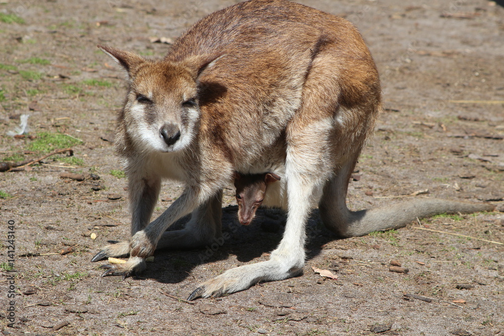 Mother wallaby with joey watching the photographer