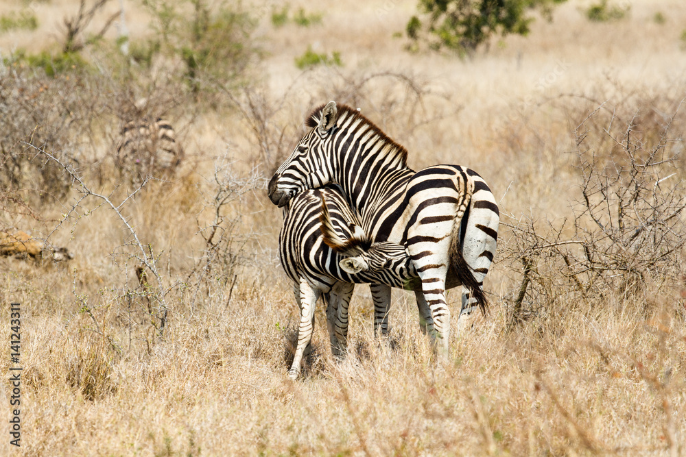 Obraz premium Suckling Mother Daughter Plains Zebra