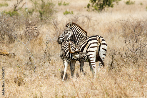 Suckling Mother Daughter Plains Zebra