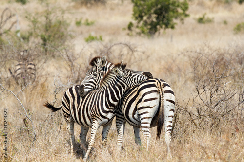 Mother Daughter Plains Zebra