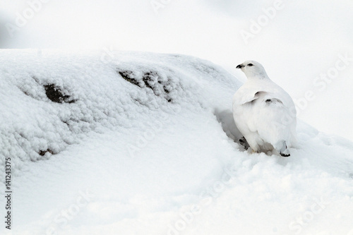 Ptarmigan in the snow © markmedcalf