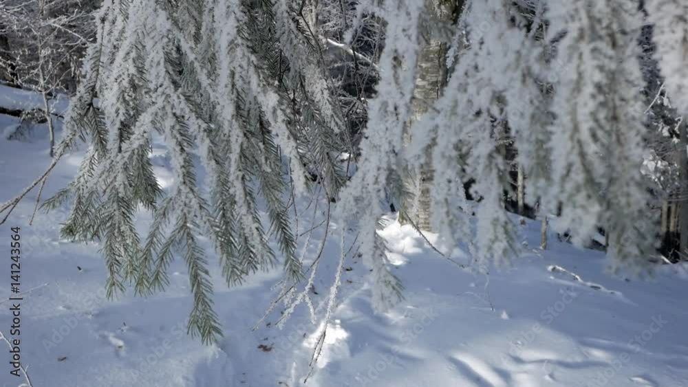 Snow and ice on the needles of fir trees in a winter forest; in the foreground in close-up Snow and ice on the needles of fir trees in a winter forest; in the foreground in close-up