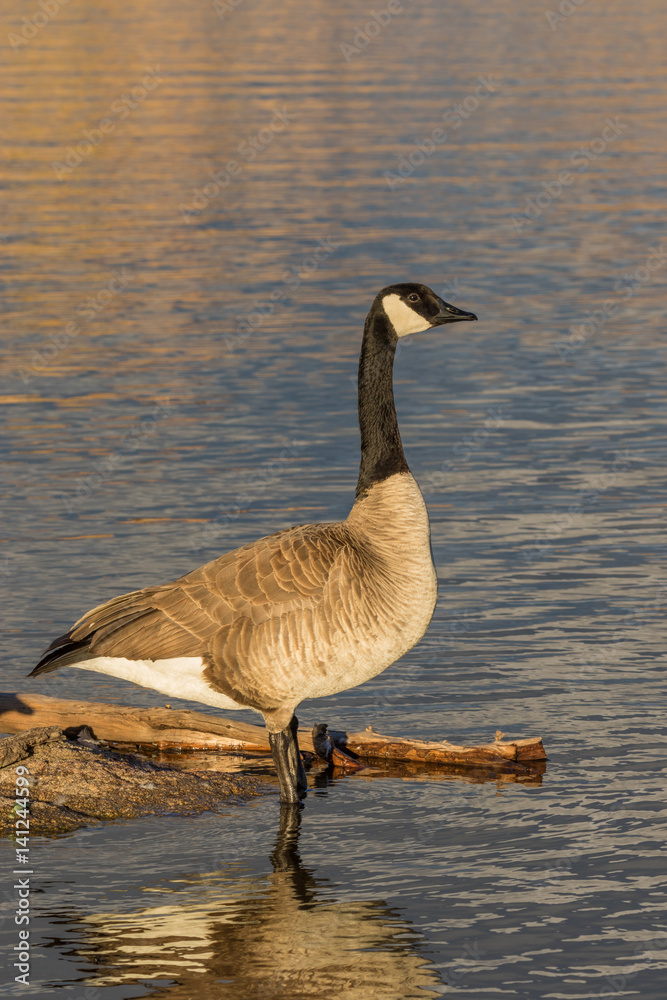 Obraz premium Canada Goose Reflected on a Lake