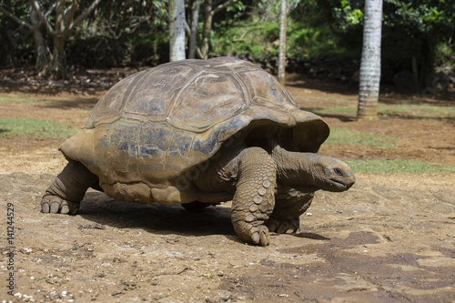 Giant turtles, dipsochelys gigantea in La Vanille Nature Park, island Mauritius