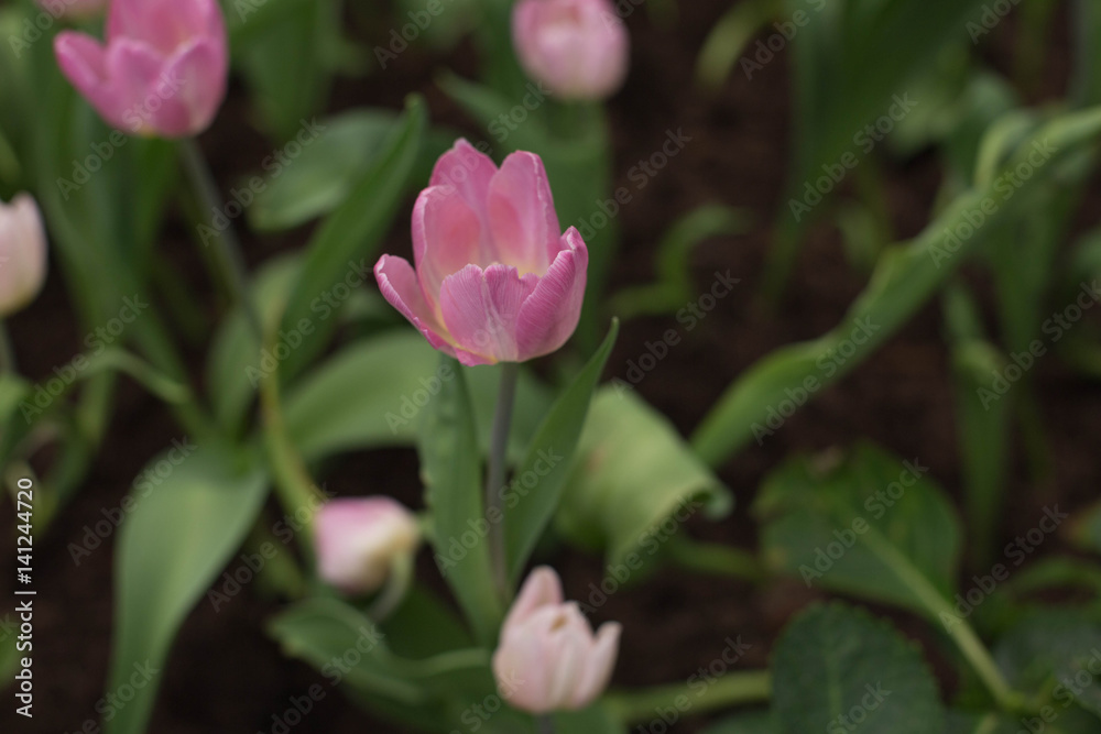 tulips