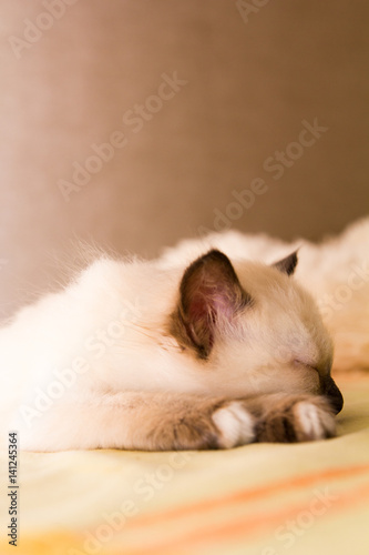 A sleeping Siamese kitten on a blanket