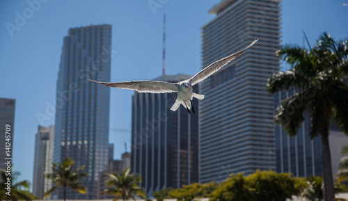 mouette en plein vol 