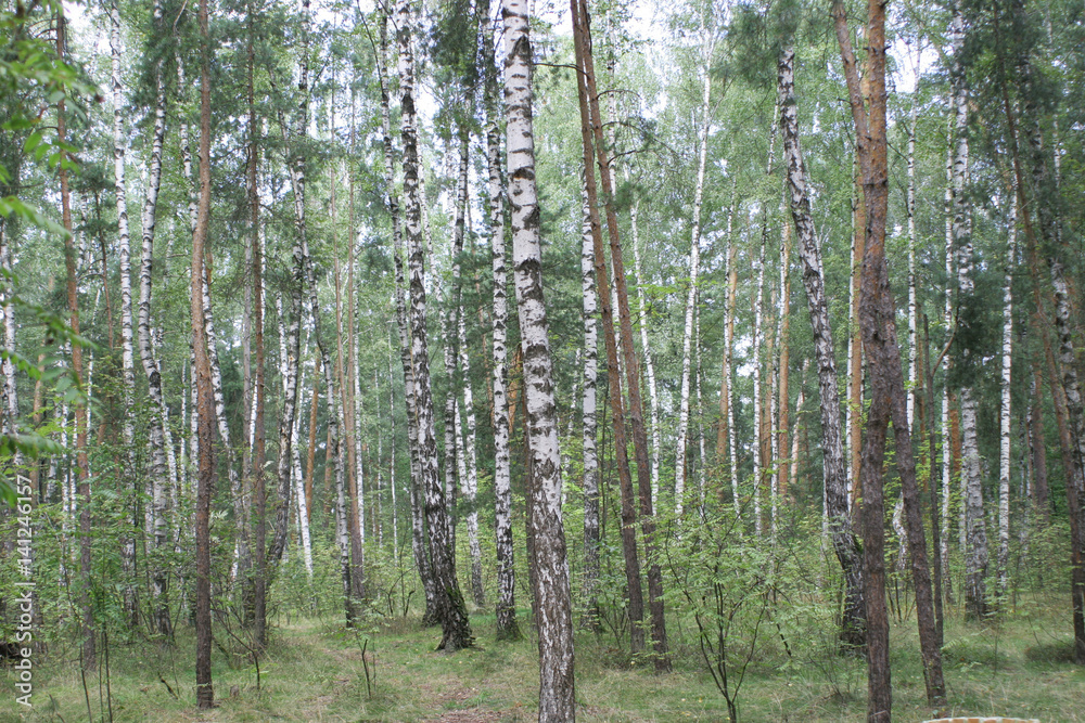 лес летом, березы и сосны лес летом, березы и сосны