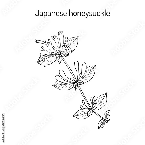 Fototapeta Naklejka Na Ścianę i Meble -  Japanese honeysuckle Lonicera japonica , medicinal plant
