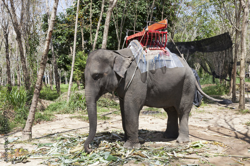 asian elephant in phang nga thailand.