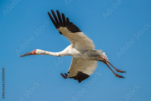 Siberian crane (Grus leucogeranus) in flight