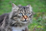 Portrait of  Norwegian Cat, Fluffy grey cat eyes