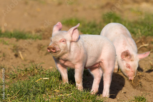 Hübsches Ferkel auf einem sonnigen Acker