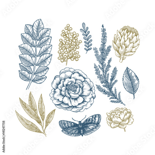 Hand drawn plant and flower collection. Vintage engraved flower set.
