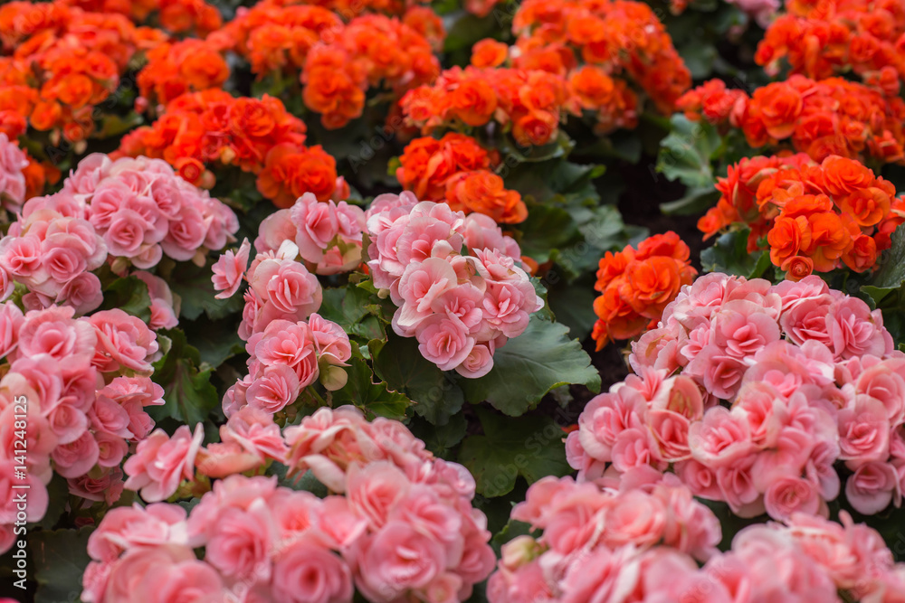 Fototapeta premium Roses in the garden