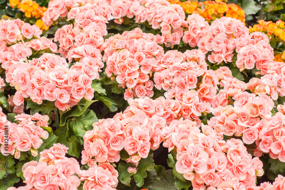 Fototapeta premium Roses in the garden