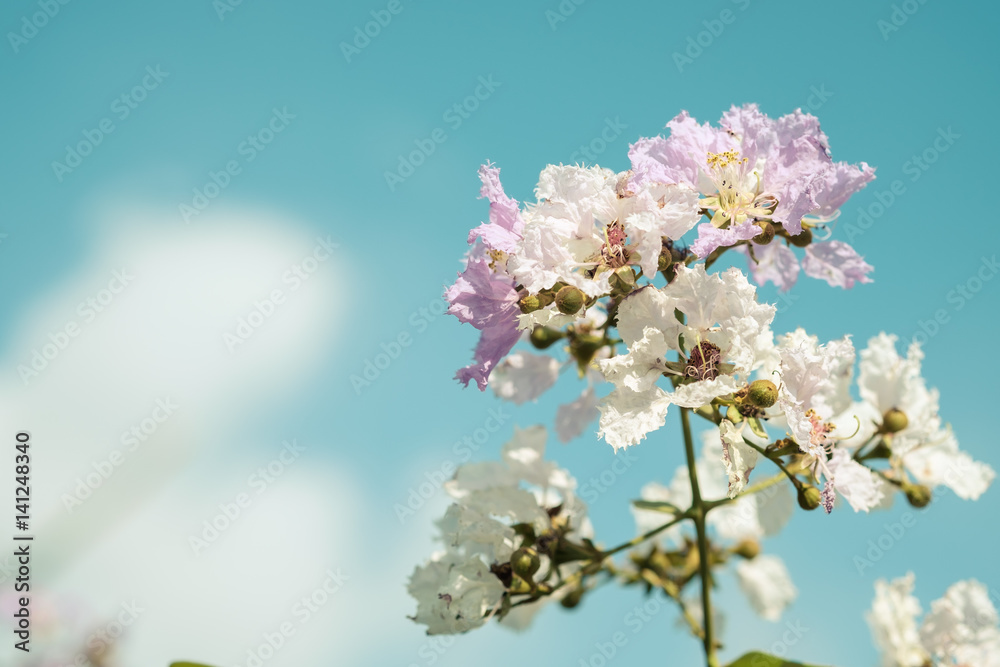 White and pink flowers on the branches nature background.
White and pink flowers on the branches nature background.