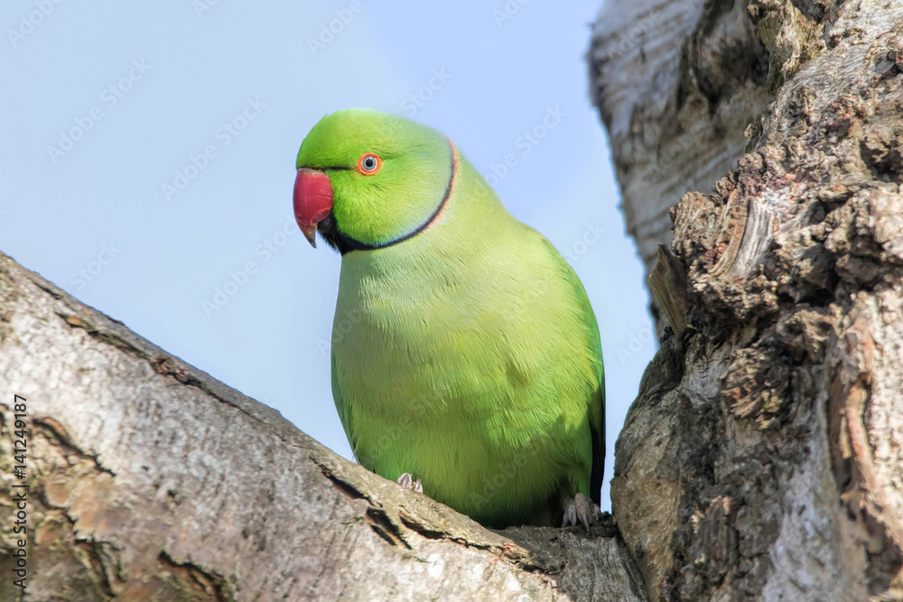 Naklejka premium Rose-Ringed Parakeet in tree. (Psittacula Krameri)