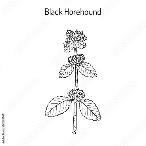 Black horehound Ballota nigra , medicinal plant photo