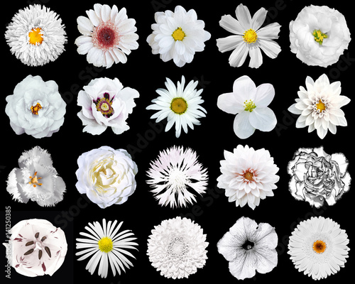 Mega pack of natural and surreal white flowers 20 in 1 isolated on black