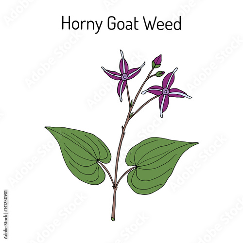 Horny Goat Weed Epimedium sagittatum , medicinal plant