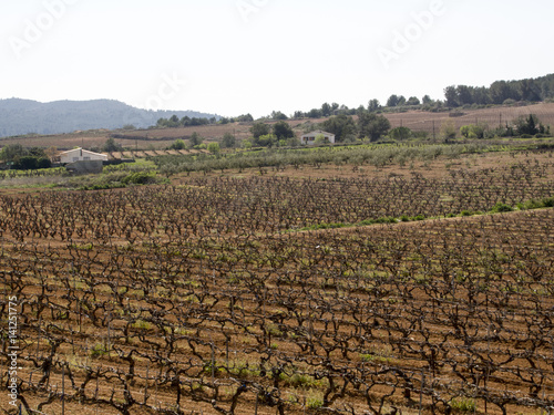 Viñas y cultivo de la uva en la provincia de Tarragona,Cataluña,España 
