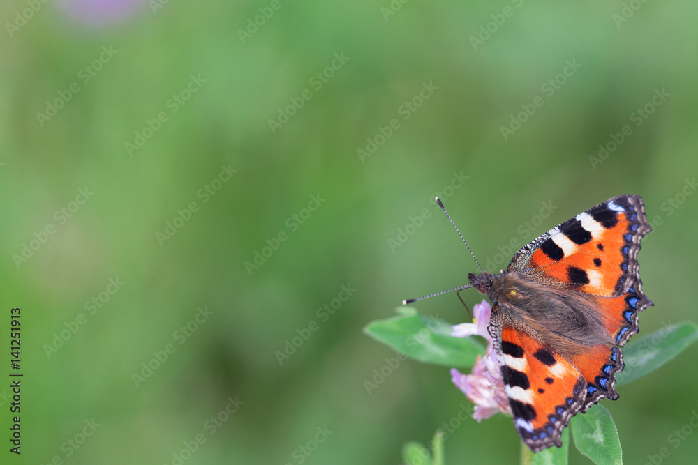 Orange butterfly on a flower Orange butterfly on a flower
