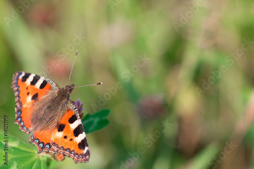 One butterfly on a flower on a blurred background