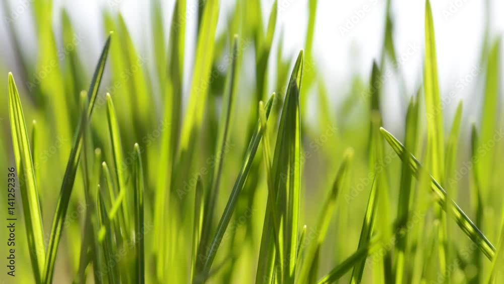 Fresh green blades of grass in the wind. Fresh green blades of grass in the wind.