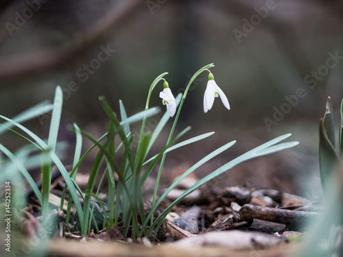 Fototapeta Naklejka Na Ścianę i Meble -  Two snowdrops at ground level with shallow depth of field and blurred foreground and background