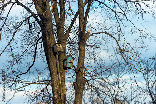 Nesting box on tree