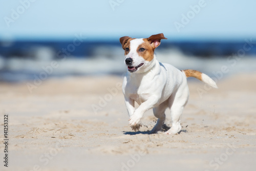Fotografie, Obraz jack russell terrier dog on a beach