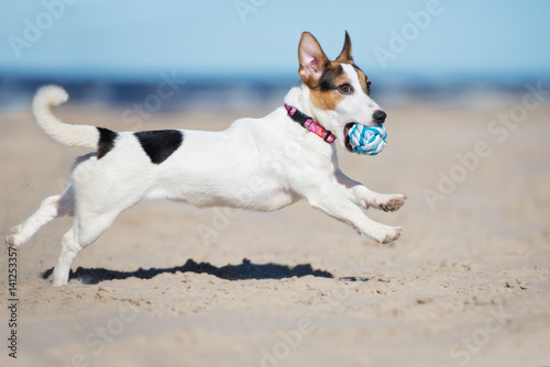 Fototapeta Naklejka Na Ścianę i Meble -  adorable jack russell terrier dog playing with a ball