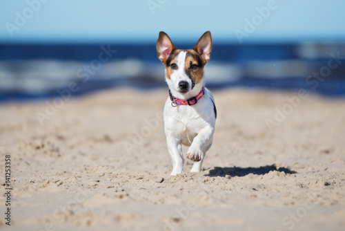 jack russell terrier walking on a beach © otsphoto