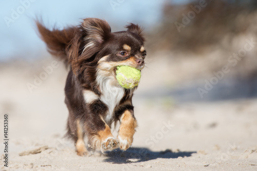 Fototapeta Naklejka Na Ścianę i Meble -  brown chihuahua dog running on a beach