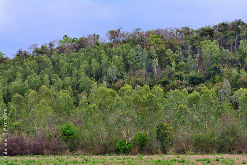 Eucalyptus forest in Thailand.