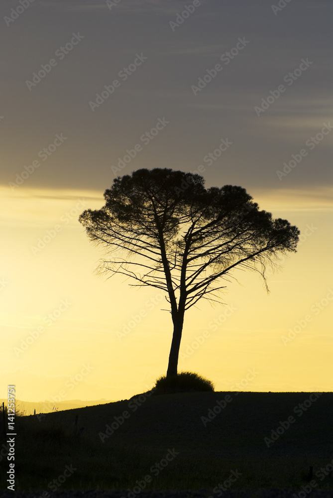 Silhouette of tree on hill