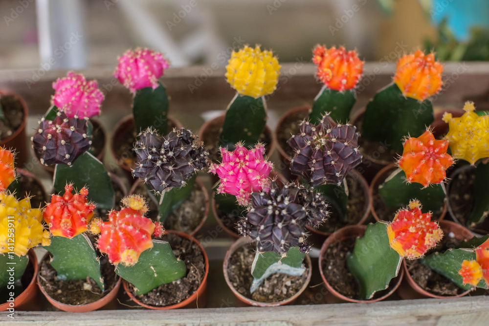 Small multicolored cactus
