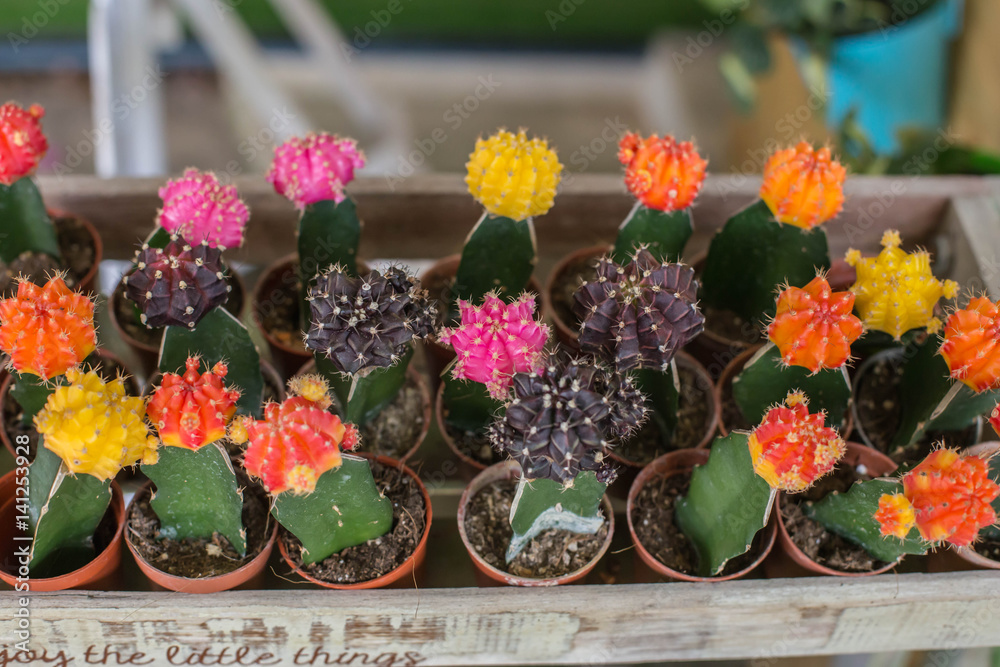 Small multicolored cactus