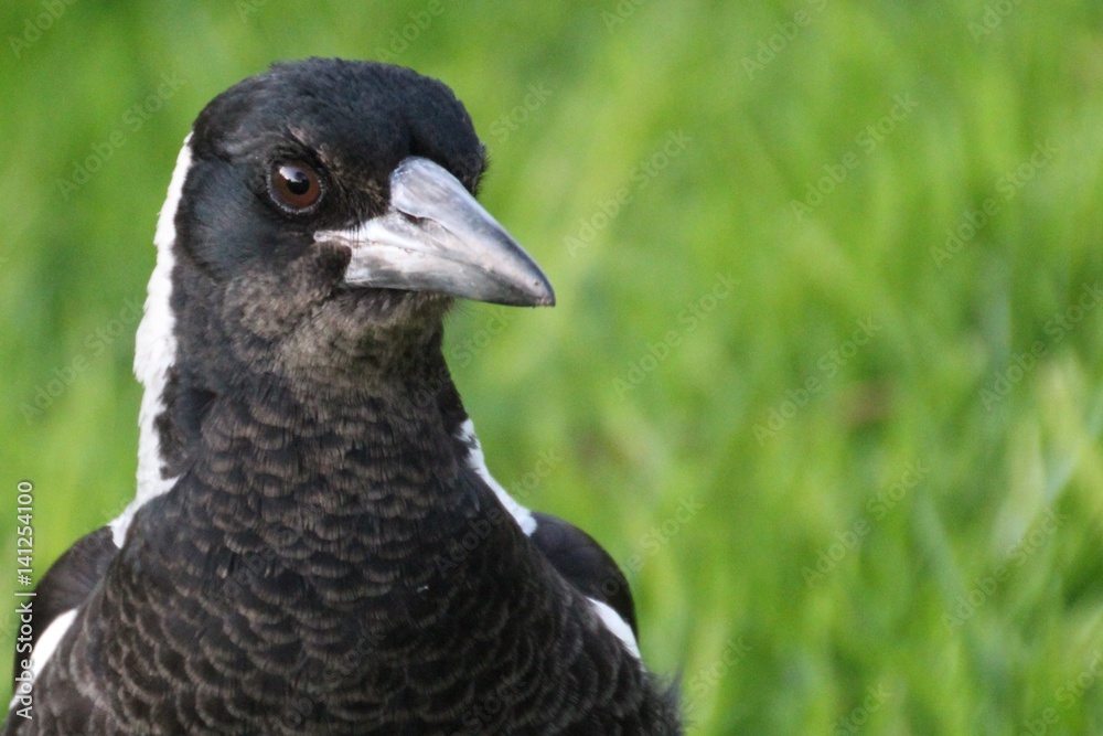 Fototapeta premium Portrait of an Australian magpie in South Australia