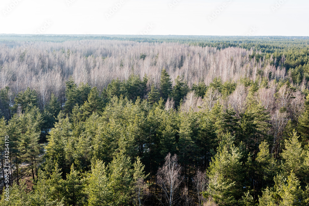 panoramic view of misty forest panoramic view of misty forest